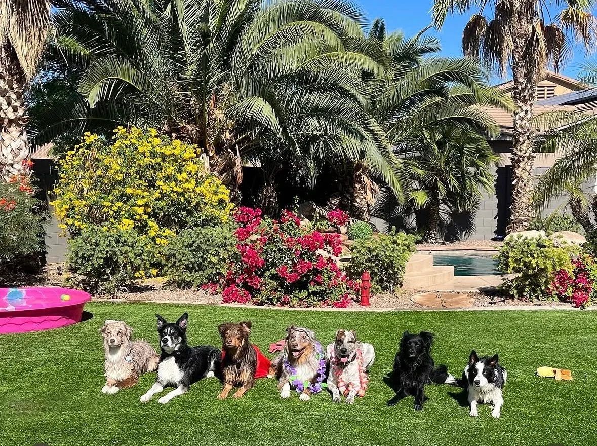 Dogs lined up on the Barksville turf