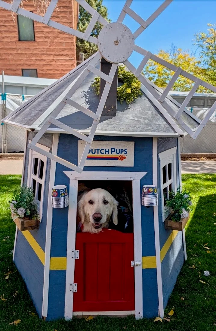Golden retriever in the Dutch Pups windmill