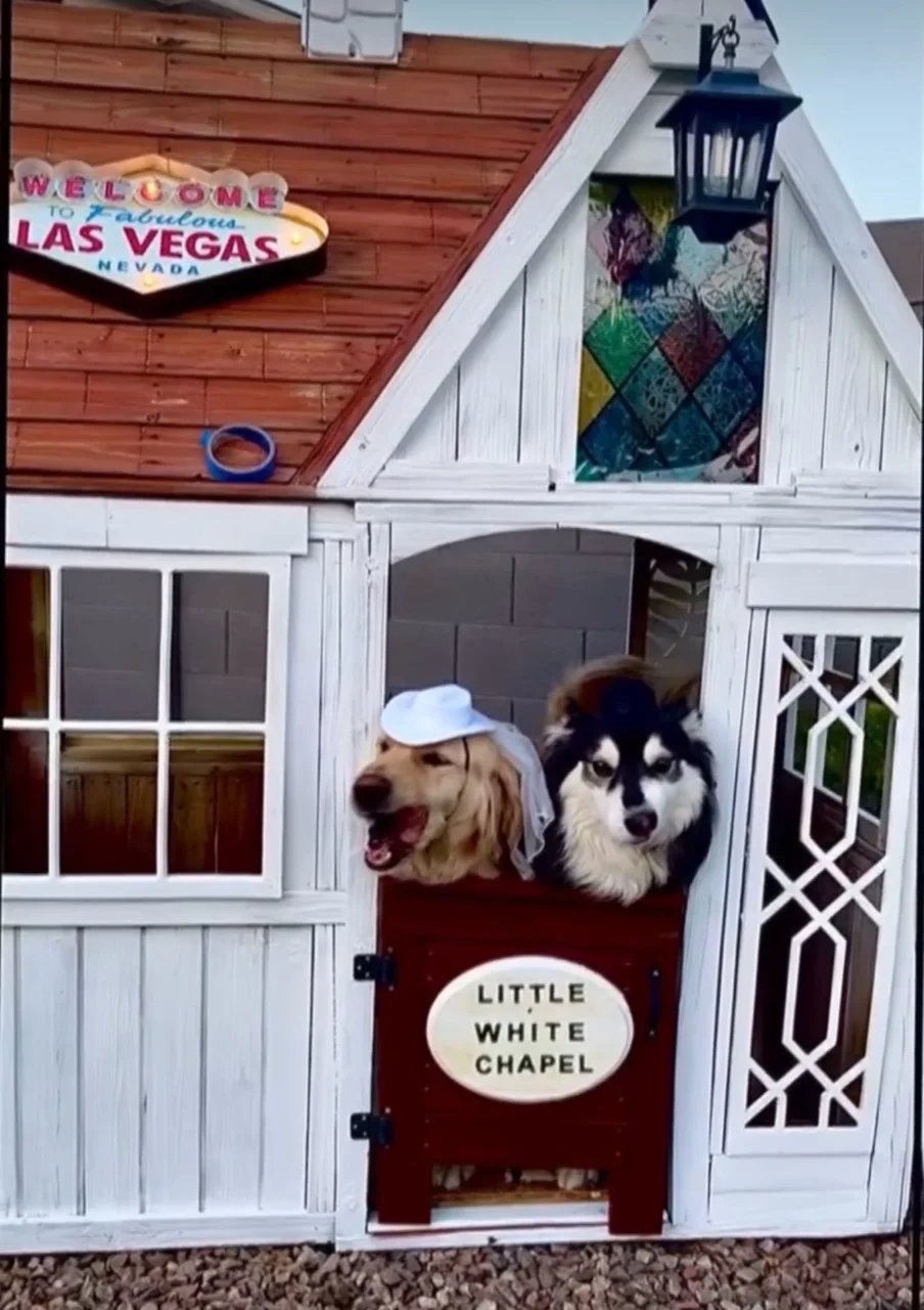 Two dogs peeking from the Little White Chapel house