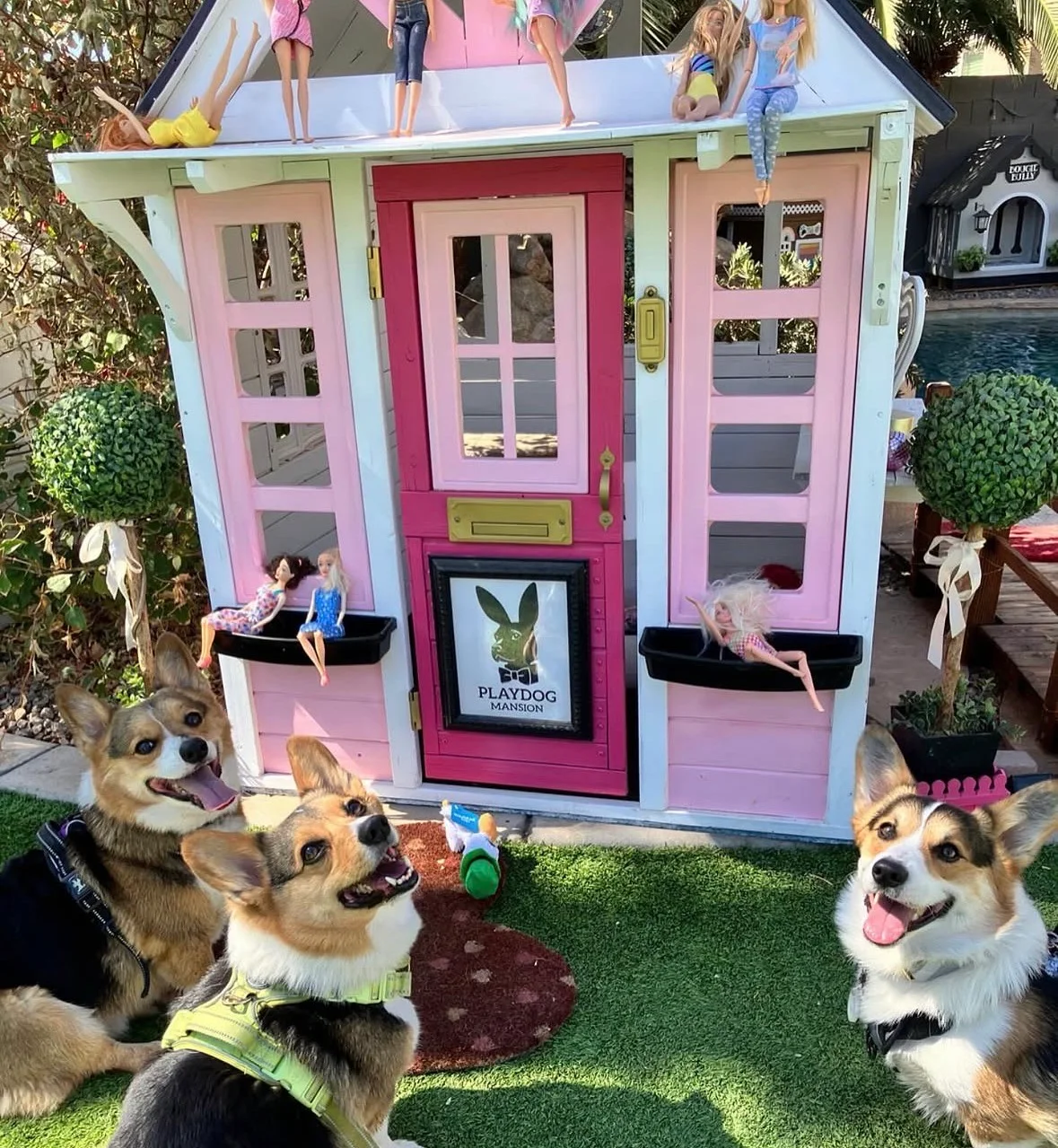 Three corgis posing outside the pink Playdog Mansion