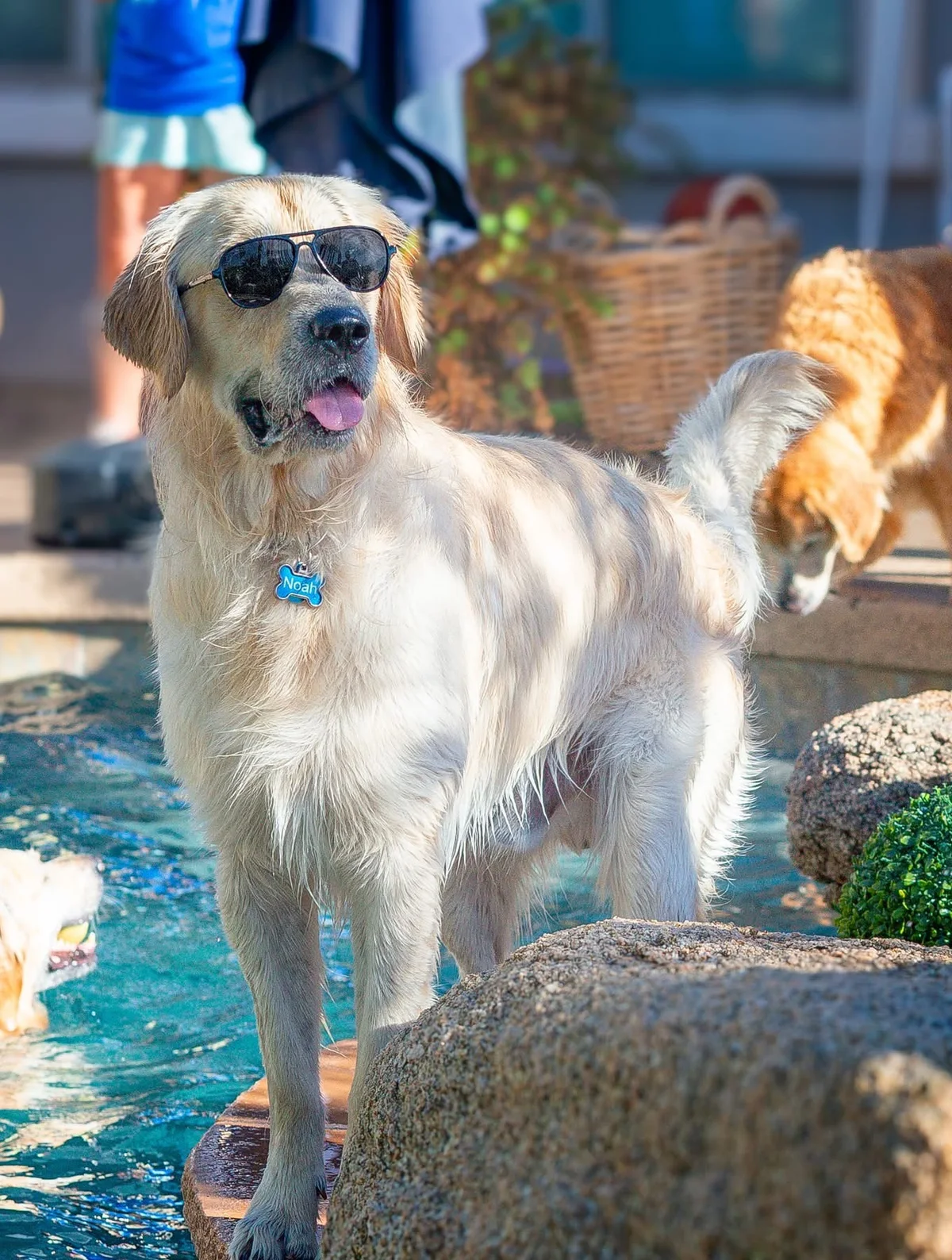 Golden retriever wearing sunglasses by the pool