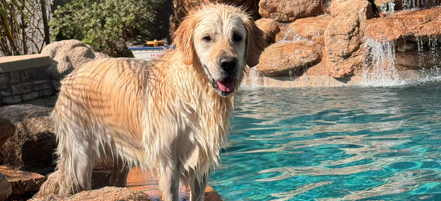 Golden retriever enjoying the Barksville pool